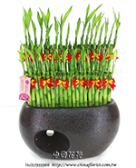 �s��:GE003900 - �}�B��