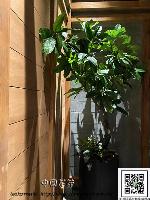 �s��:artf00050 - �Ӻu�\�U�H�y�Ӫ��]�p