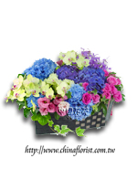 �s��:B00287 - �ɩ|�L�Q��§-A8