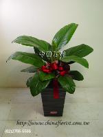 �s��:DSC06267 - �񥨤H