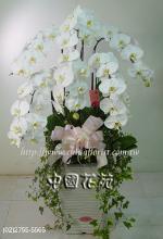 �s��:AA000611 - �զ⽹����