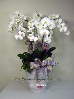 �s��:EP00004-1E - �զ⽹����