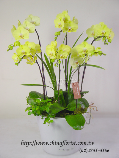 �s��:EP00045 - ���ֺ������