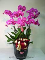 �s��:EP00049-1 - ��������