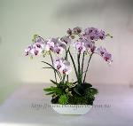 �s��:EP00064-1 - �S���~�ؽ�����