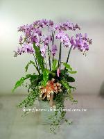 �s��:EP00067-1 - �S���~�ؽ�����