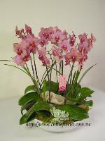 �s��:EP00088-1 - �S���~�ؽ�����