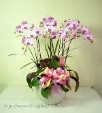 �s��:EP00095-1 - �S���~�ؽ�����