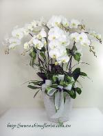 �s��:EP00128-1 - �ս�����