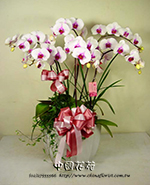 �s��:EP001392500B - ������