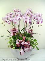 �s��:EP00163-1 - �S���~�ؽ�����