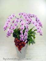 �s��:EP00166-1 - �x�W����-���⽹����