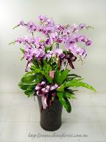 �s��:EP00287-1 - ���ό����