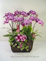 �s��:EP00288-1 - �S���~�ؽ�����