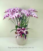 �s��:EP00301-1 - ������