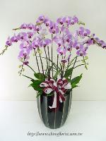 �s��:EP00306-1e - �饻�h�Q������