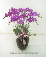 �s��:EP00315-1 - ������