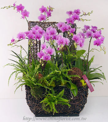 �s��:EP00330-1e - ����������