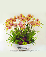 �s��:EP003408000B - ������