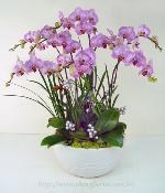 �s��:EP00362-1e - ���N�y������ֵ�