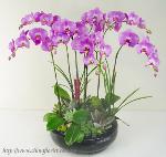 �s��:EP00364-1e.jpg - ���N�y��������