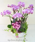 �s��:EP00366-1e - �S���~�ؽ�����