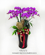 �s��:EP00569 - ������