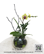 �s��:EP005817a - ��o������_�����Ᾱ