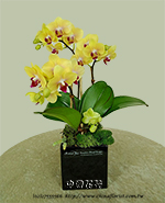 �s��:EP005823 - ������