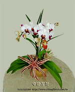 �s��:EP005824 - ������