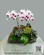 �s��:EP005868 - ������