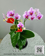 �s��:EP005873 - ������