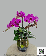 �s��:EP005894 - ��o������_�����Ᾱ