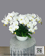 �s��:EP005897 - �զ⽹����