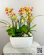 �s��:EP005916 - ������