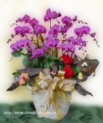 �s��:EP18001_12A - ������