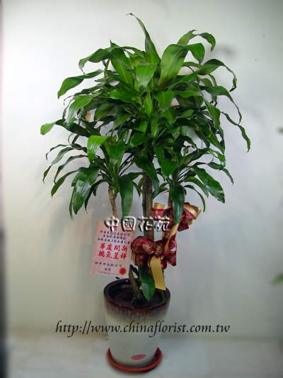 �s��:GE00010 - �x�W�ڦ��K��