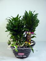 �s��:GA001 - ���iù