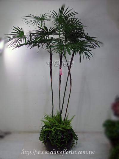 �s��:GE00020 - �[���Ħ�