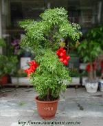 �s��:GE00025 - �I�Q��