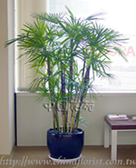 �s��:GE00031-1 - ���n�[���Ħ�