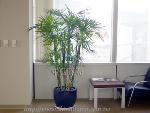 �s��:GE00031-1 - ���n�[���Ħ�