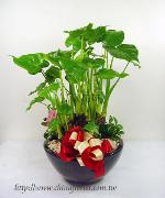 編號:GE00127-1佛手芋 - 桌上型-佛手芋