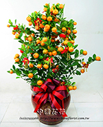 �s��:GE003703500 - ����-������