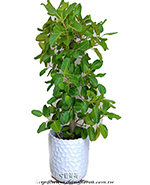 �s��:GE003783 - �I�Q�_