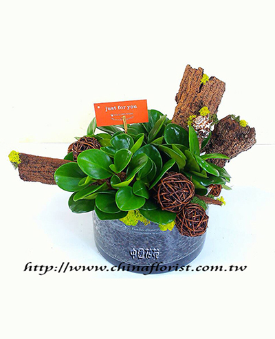 �s��:GE003793 - �ԯ�