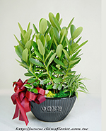 �s��:GE003816 - �֤�