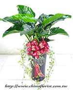 �s��:GE003832 - ���p