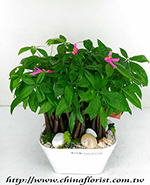 �s��:GE003840 - �o�]��