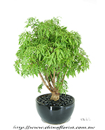 �s��:GE003841 - �I�Q��